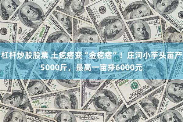 杠杆炒股股票 土疙瘩变“金疙瘩”！庄河小芋头亩产5000斤，最高一亩挣6000元